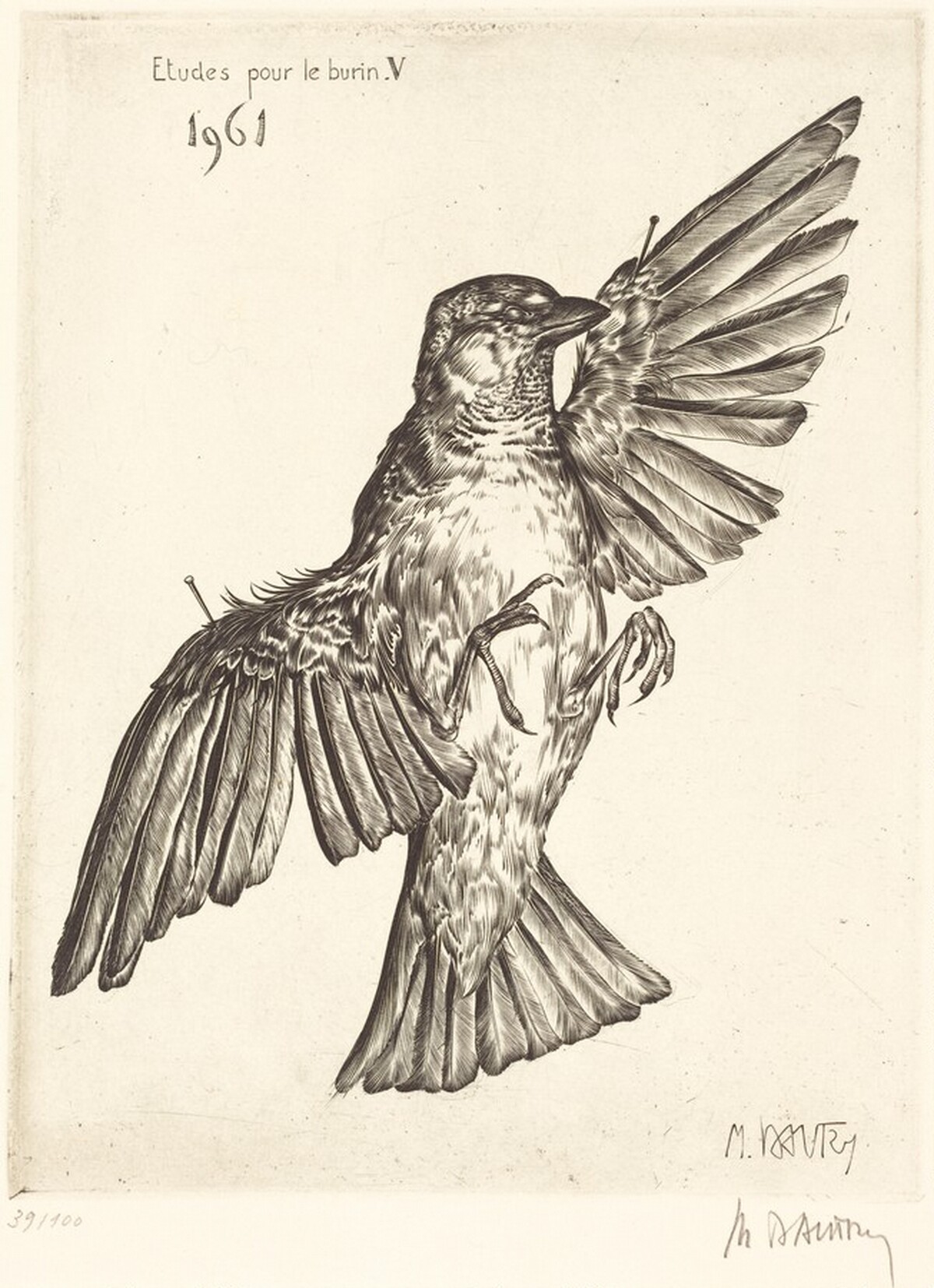 Etudes pour le burin V (Dead Bird)