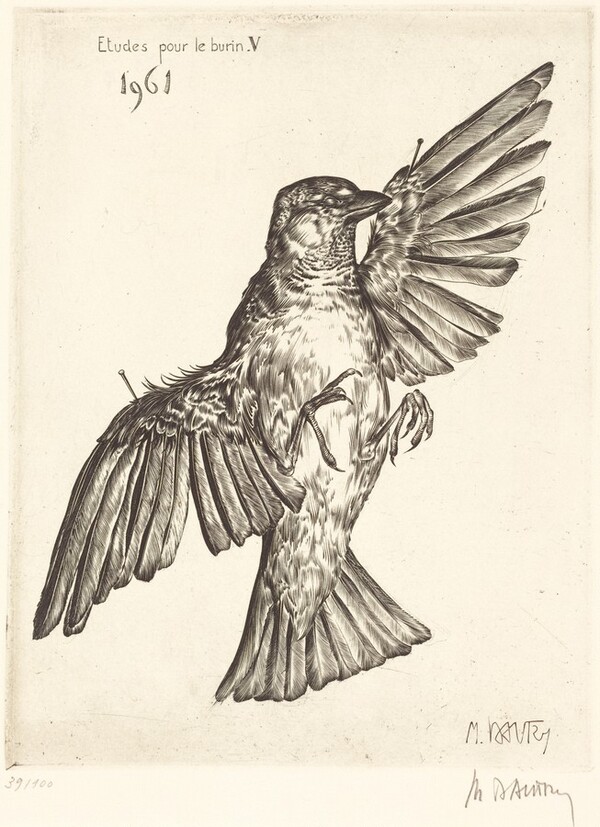 Etudes pour le burin V (Dead Bird)