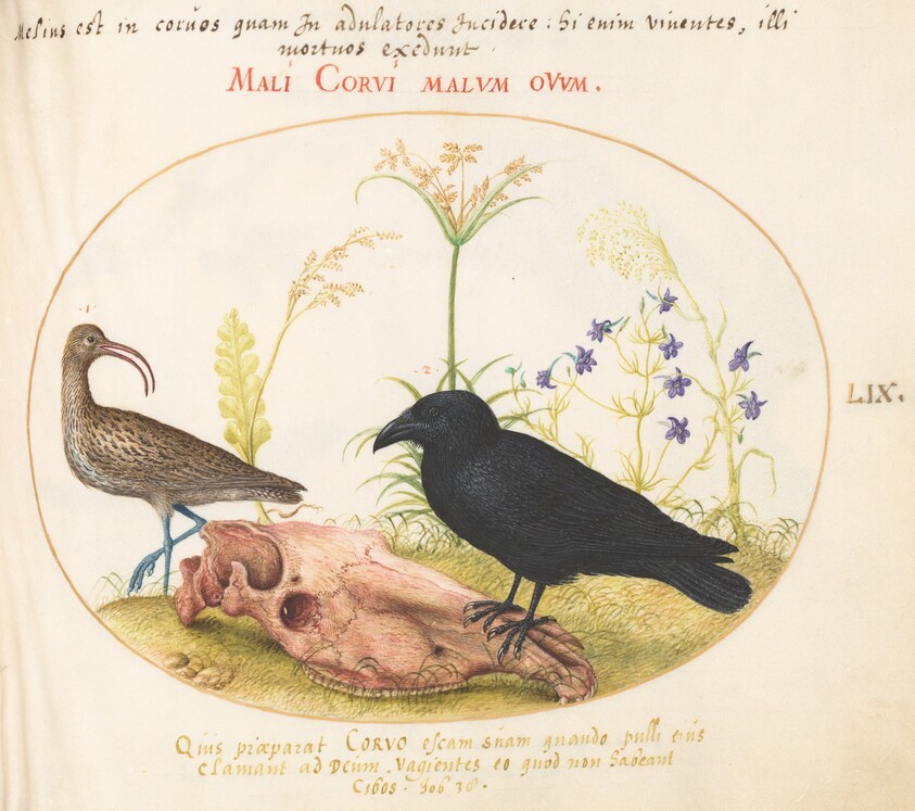 Plate 59: Curlew and Crow with Horse Skull