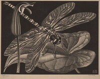 Dragonfly, M.C. Escher, 1936