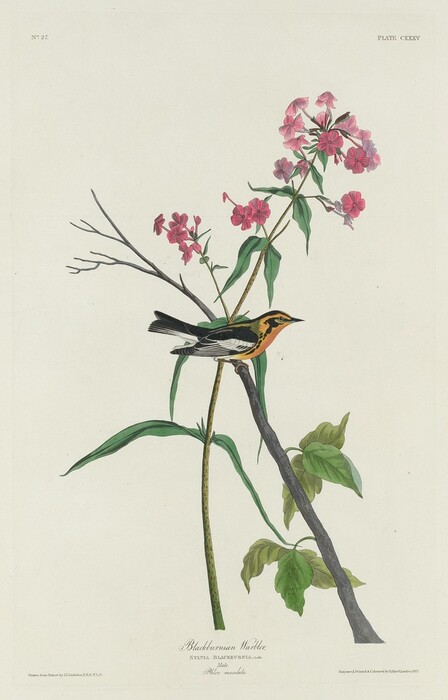 A small bird, known as a Blackburnian Warbler, is perched on a branch with pink flowers and green leaves. The color palette includes orange, black, pink, and green against a light background. The bird, branch, flowers, and leaves are arranged diagonally across the canvas.