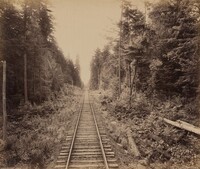 Hemlock Forest, William H. Rau, c. 1895