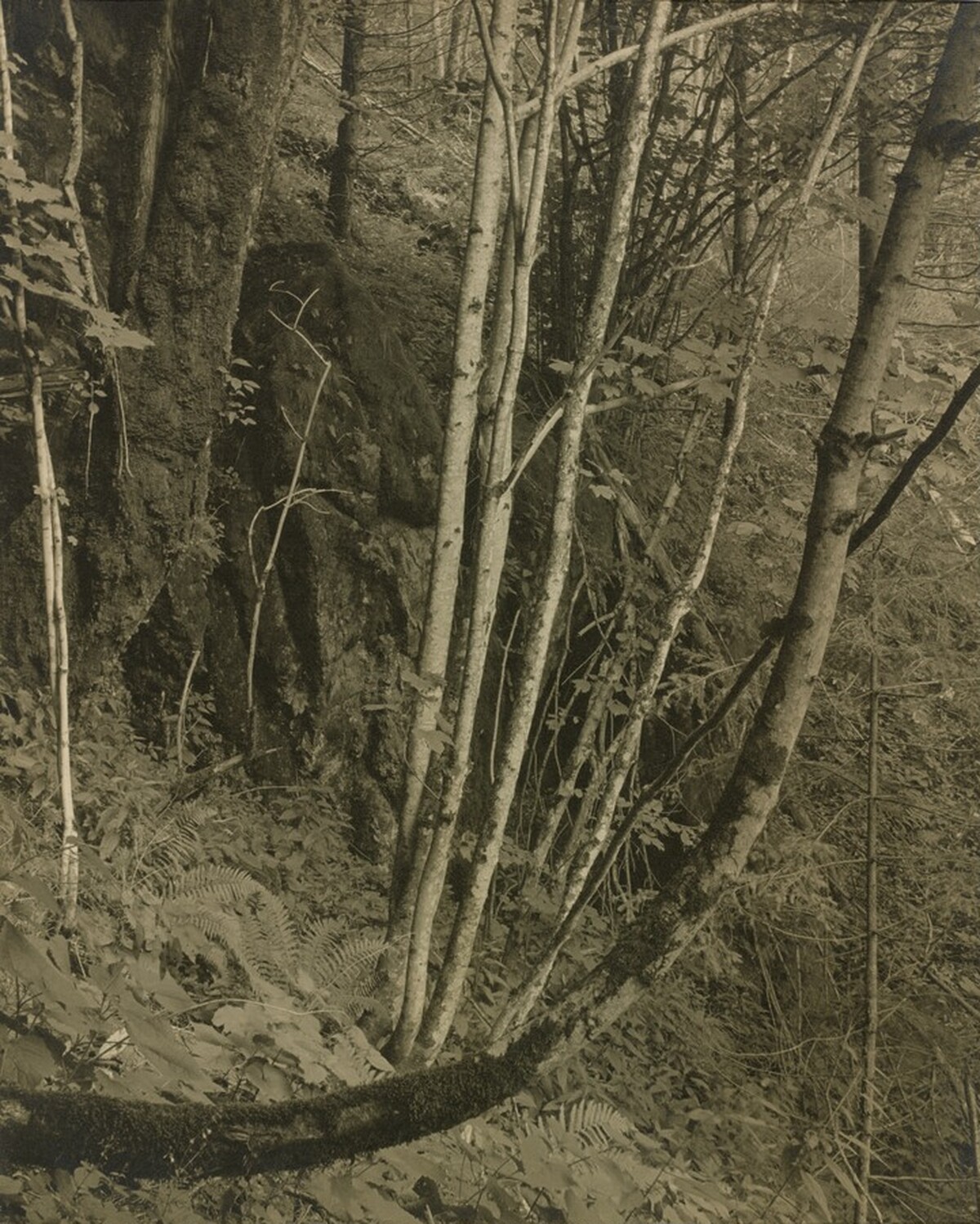 Primeval Forests