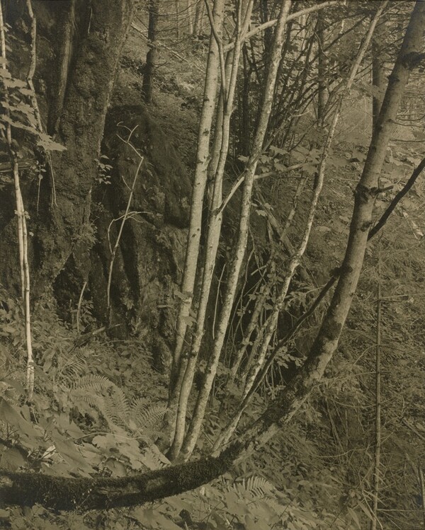 Primeval Forests