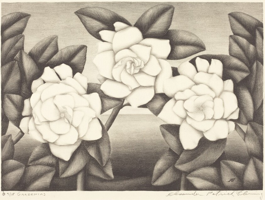 Gardenias