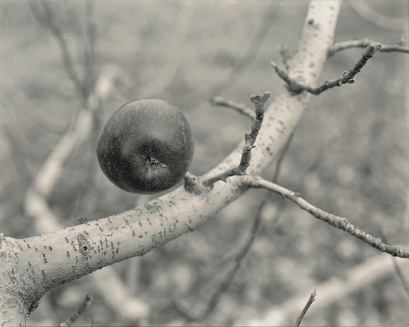 Untitled (Mystery Apple)