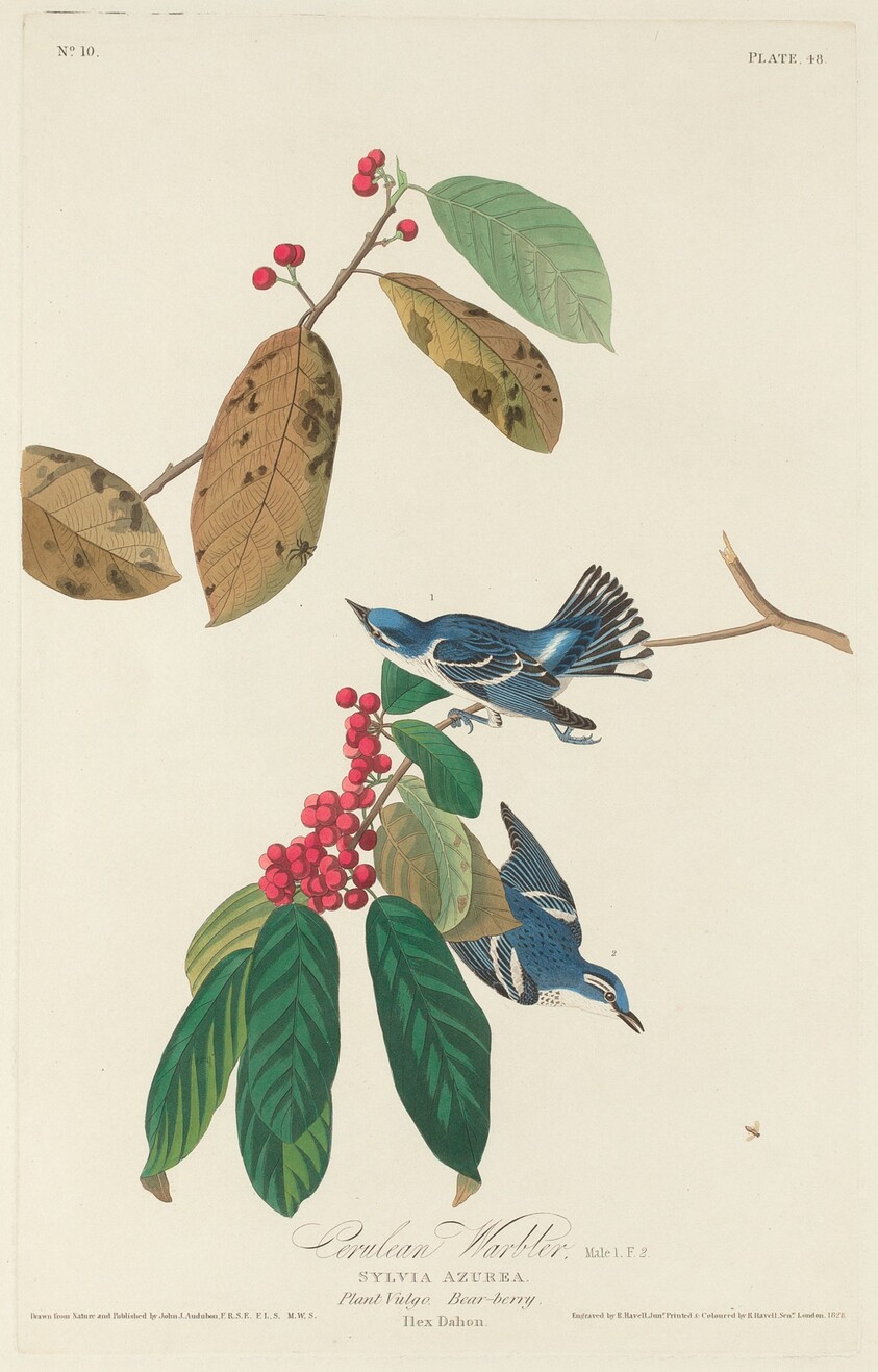 Cerulean Warbler