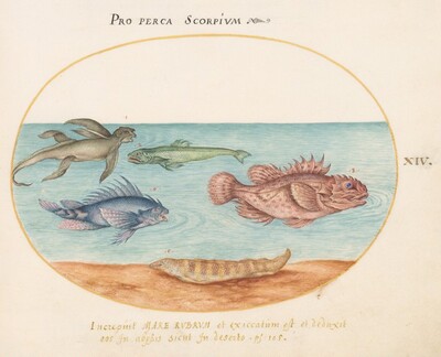 Plate 14: A "Sea Ape," Two Scorpion Fish, and Two Other Fish, Joris Hoefnagel, c.1575/1590s
