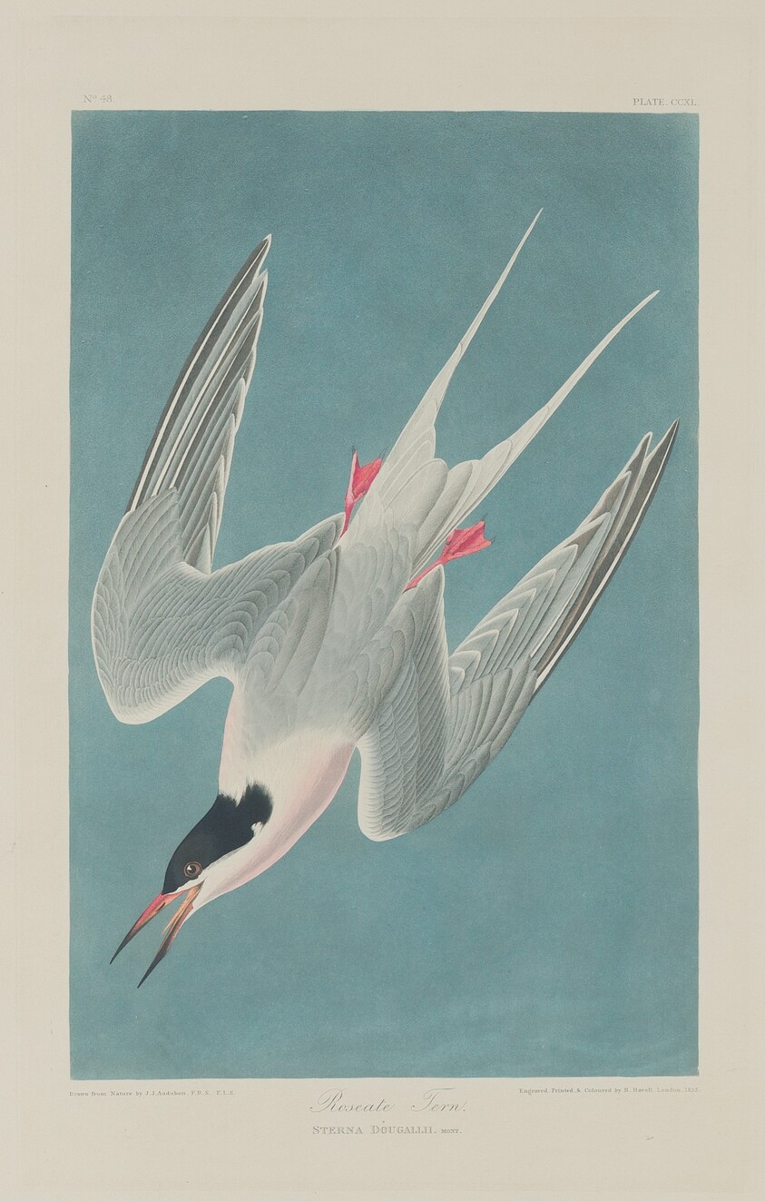 Roseate Tern