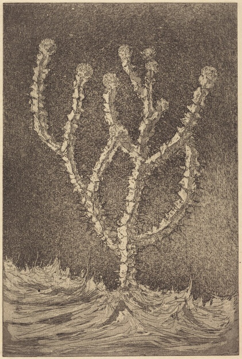 Cactus