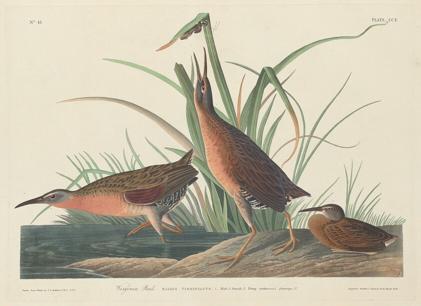 Virginia Rail