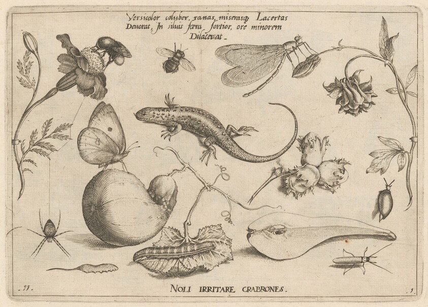 Archetypa studiaque patris Georgii Hoefnagelii [Part 1, Plate 11]