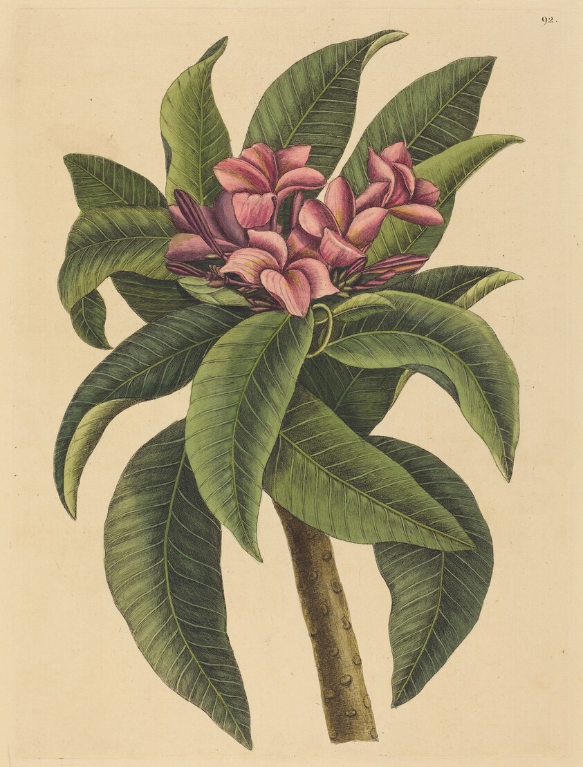 Red Frangipanni (Plumeria rubra)