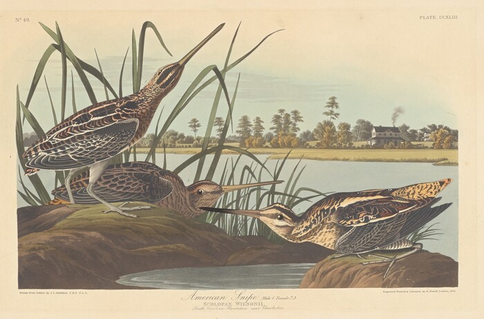 The image depicts three snipe birds in a natural setting. The birds are shown in detail interacting with each other. One bird is slightly larger than the others and is standing among reeds. The background shows a calm body of water reflecting the sky, with trees and a house in the distance. The color palette is Earthy with browns and greens for the birds and vegetation, while the water and sky are in muted blues and grays.