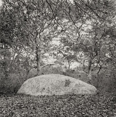 Elongated Erratic in Leaves