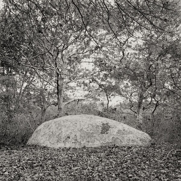 Elongated Erratic in Leaves