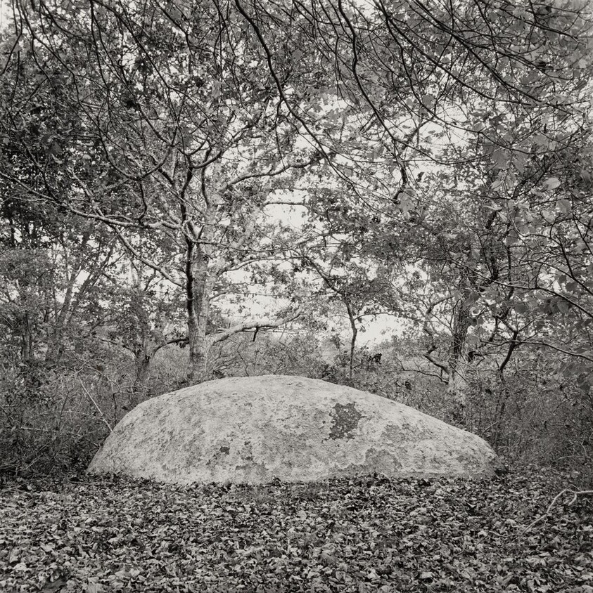 Elongated Erratic in Leaves