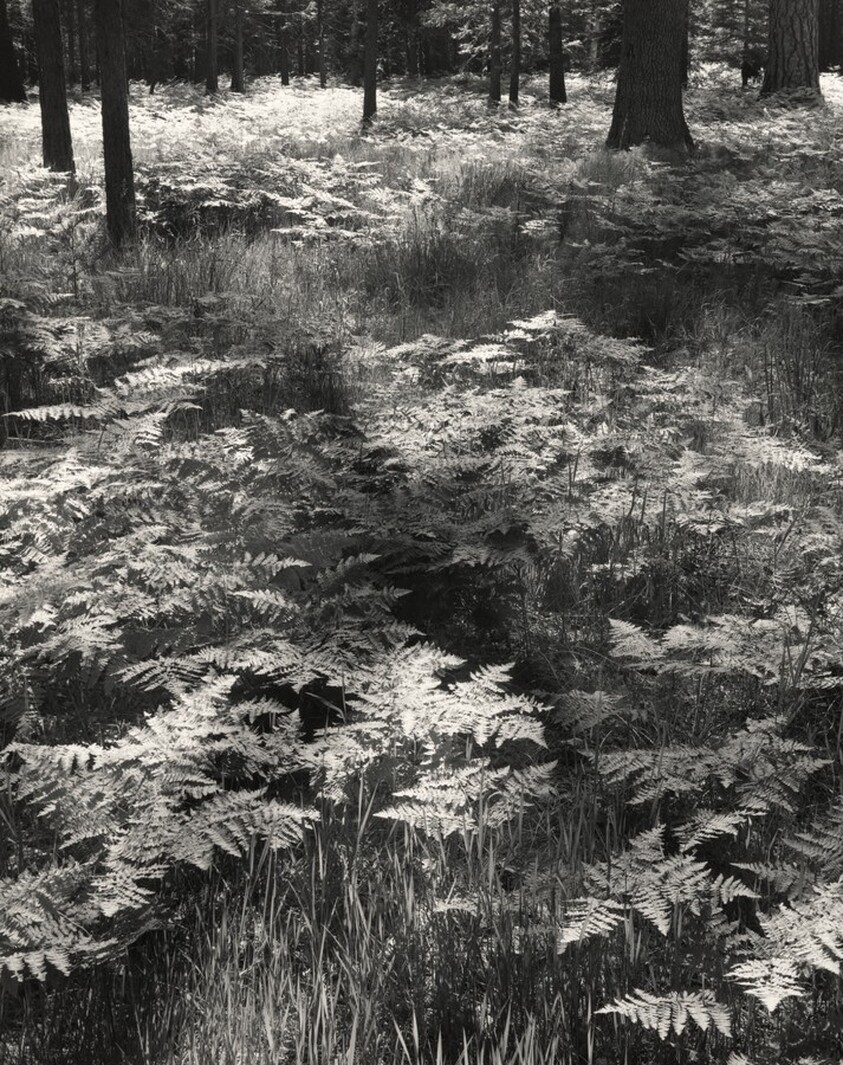 Ferns, Valley Floor, Yosemite National Park, California