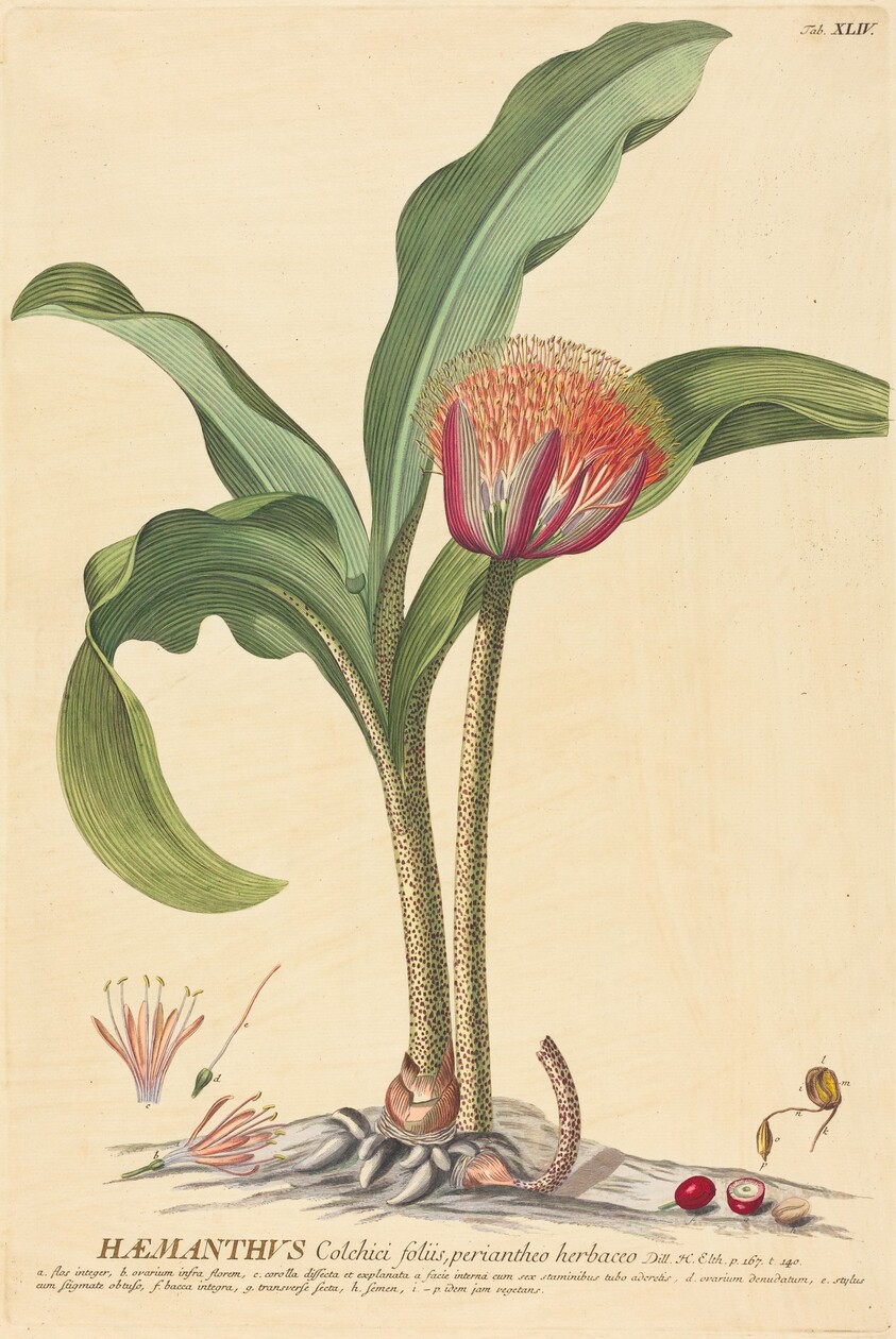 Haemanthus