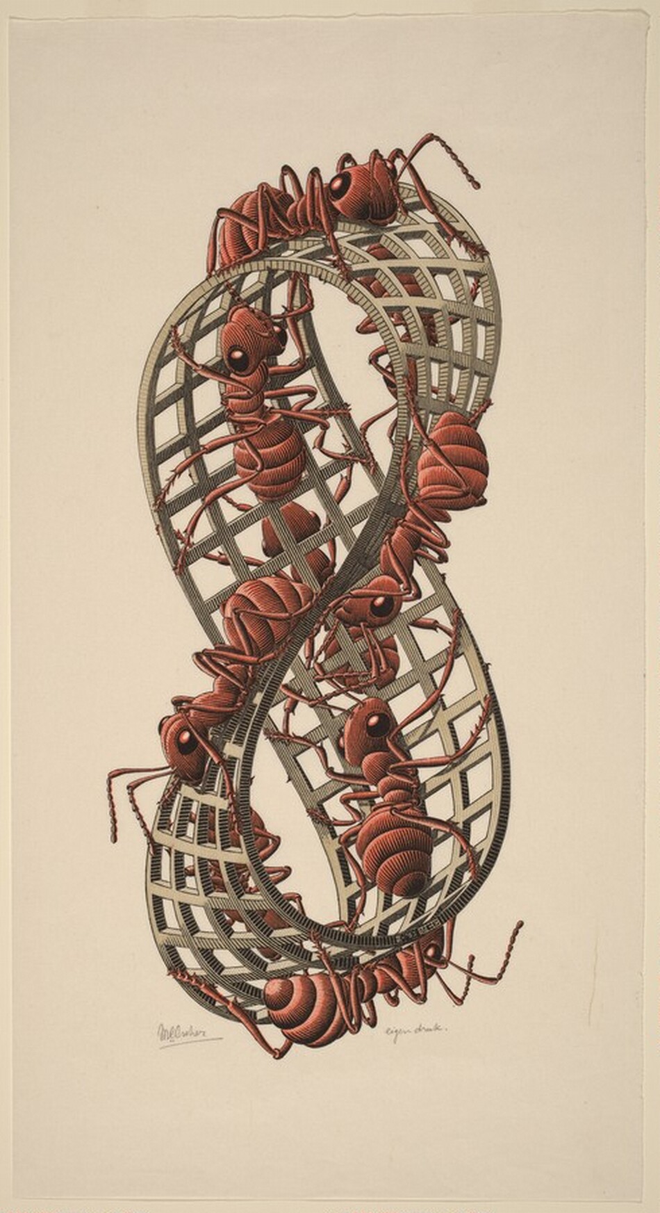 Eight brick-red ants crawl along a three-dimensional figure eight in this vertical woodblock print. The figure eight is a mobius strip, which can be created when connecting the ends of a strip after having twisted one end halfway around. The mobius fills most of the height of the composition, and seems to be made from a strip of peanut-brown, trellis-like material. The ants crawl along both sides of the mobius strip, which creates an infinite surface because of the way it twists on itself. The shape and ants are set against a cream-colored background. The front edge of the bottom loop is inscribed with “II ’63 MCE” in minuscule lettering. The artist signed the paper under the image near the lower left corner, “MCEscher,” and inscribed “eigendruk” under the lower right.