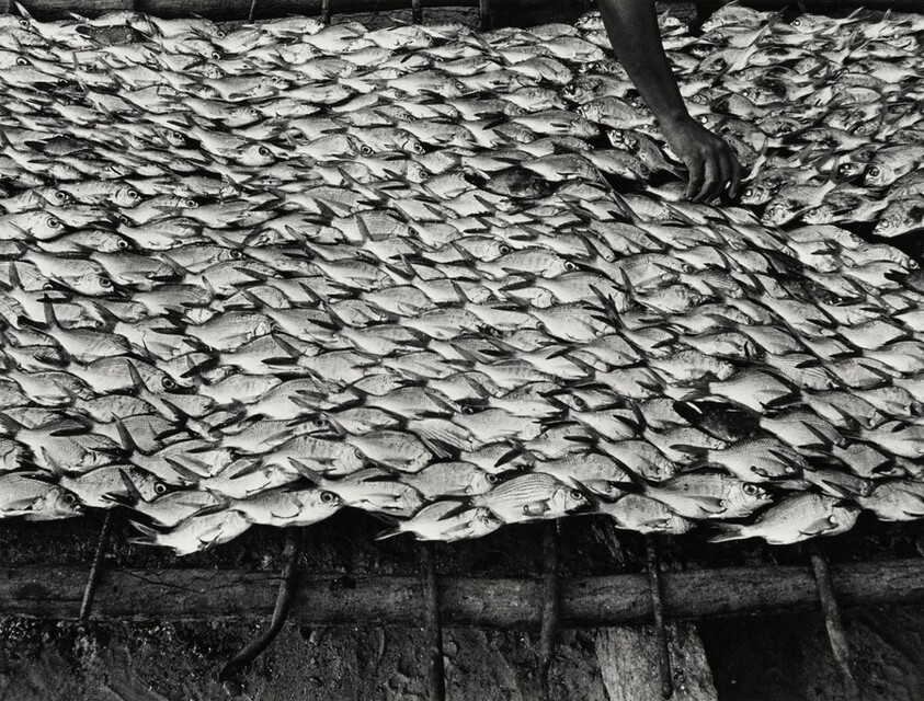 Pescaditos de Oaxaca, México (Little Fish From Oaxaca, Mexico)