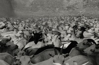 Cabritas antes de la matanza, La Mixteca, México (Goats Before Slaughter, La Mixteca, Mexico), Graciela Iturbide, 1992