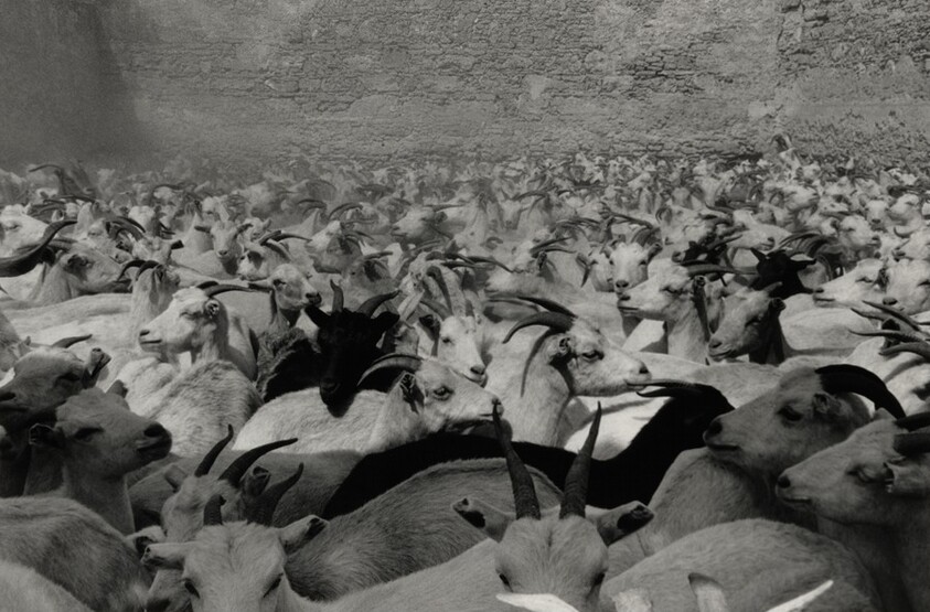 Cabritas antes de la matanza, La Mixteca, México (Goats Before Slaughter, La Mixteca, Mexico)