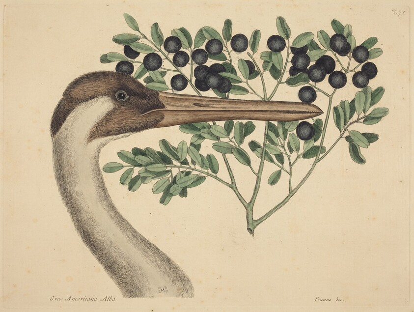 The Hooping Crane (Ardea Americana)