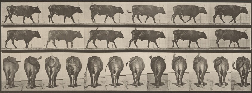 Plate Number 671. Ox; walking