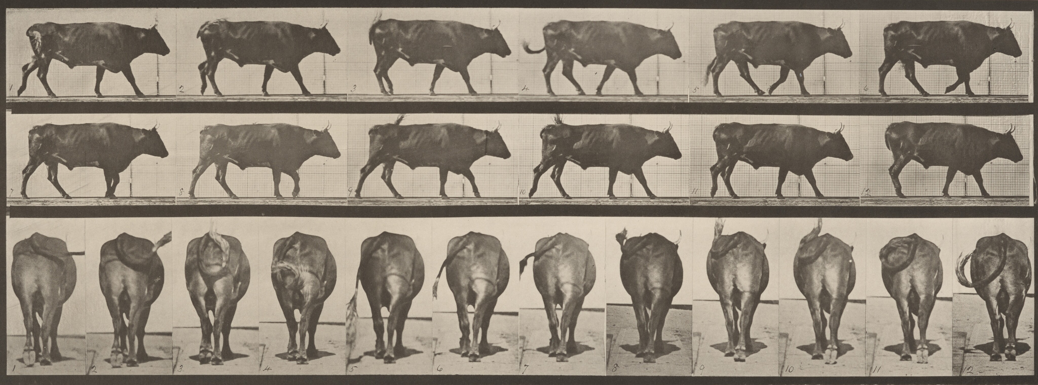 Eadweard Muybridge | National Gallery of Art