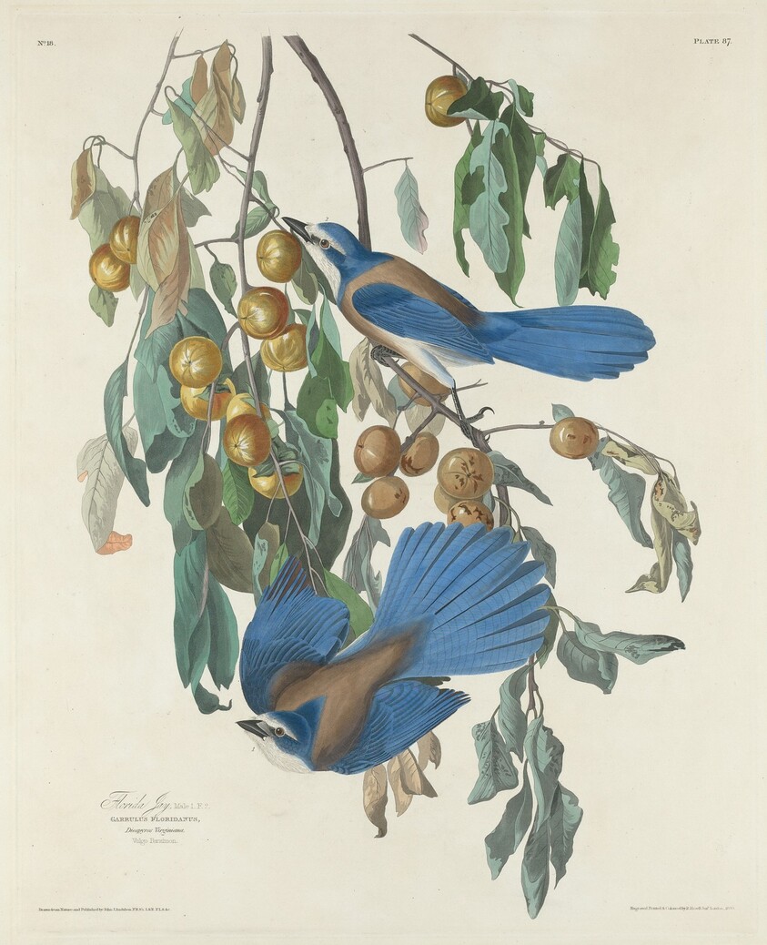 Florida Jays