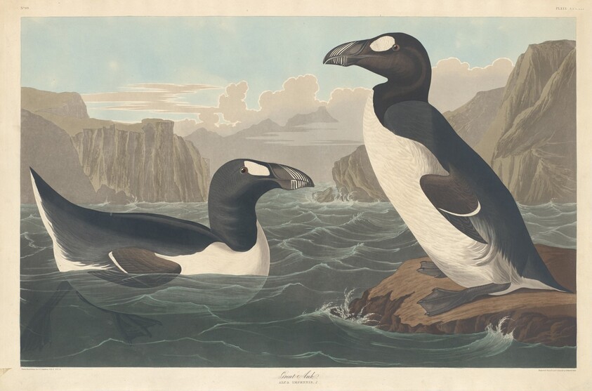 Great Auk