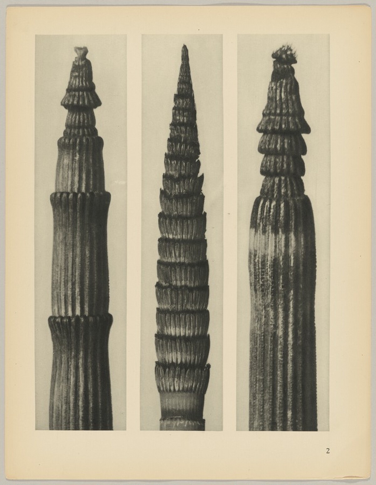 a Equisetum hiemale; b Equisetum maximum; c Equisetum hiemale