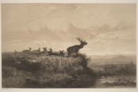 Le Matin.  Cerf et Biches, Karl Bodmer