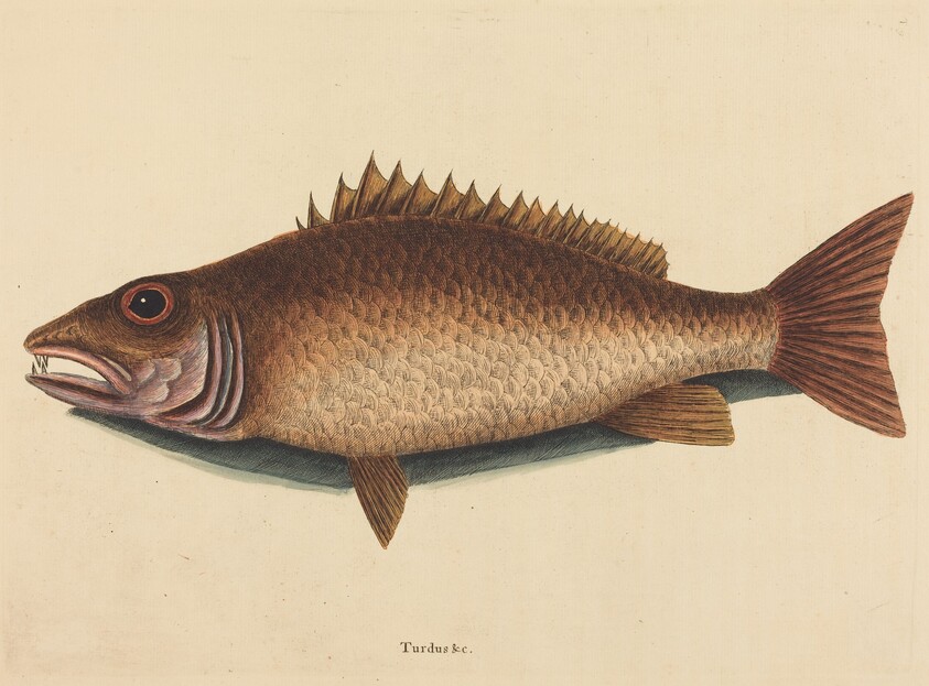 The Mangrove Snapper (Labrus griseus)