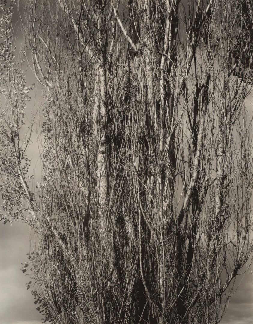 Dying Poplar and Live Branch—Lake George