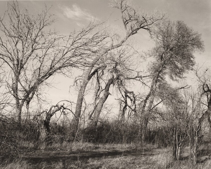 Windbreak on a farm being destroyed for development, Longmont, Colorado