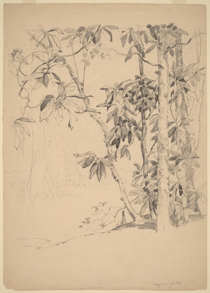 Magnolia Gardens, Charleston, South Carolina