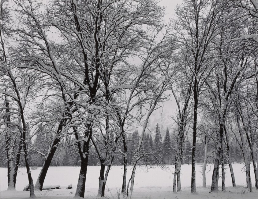 Young Oaks, Winter, Yosemite National Park, California