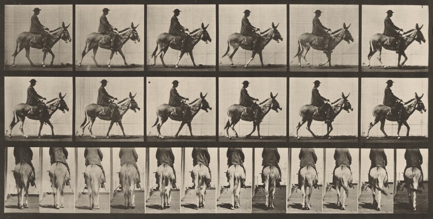 Plate Number 667. Ass; walking, saddle; a boy riding, Zoo